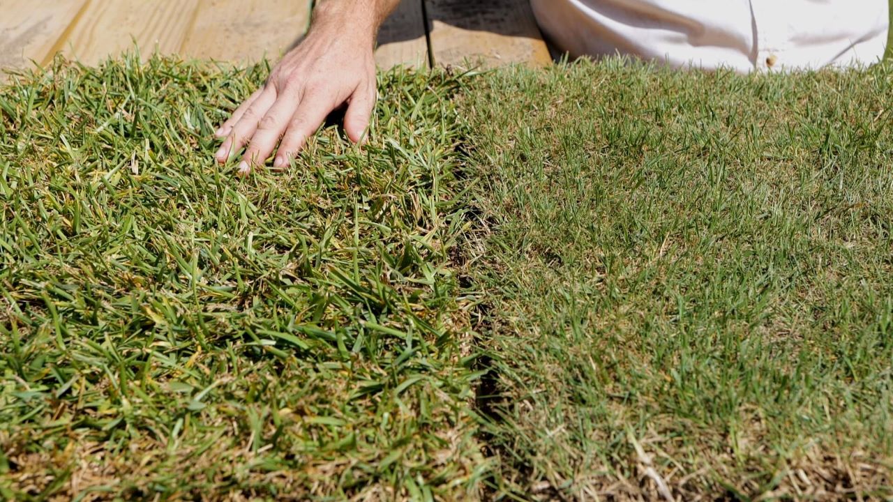 Get It Growing: Choosing the right turfgrass for your lawn